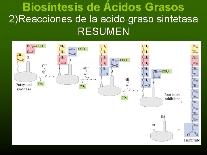 Biosíntesis de Ácidos Grasos 2)Reacciones de la acido graso sintetasa RESUMEN 