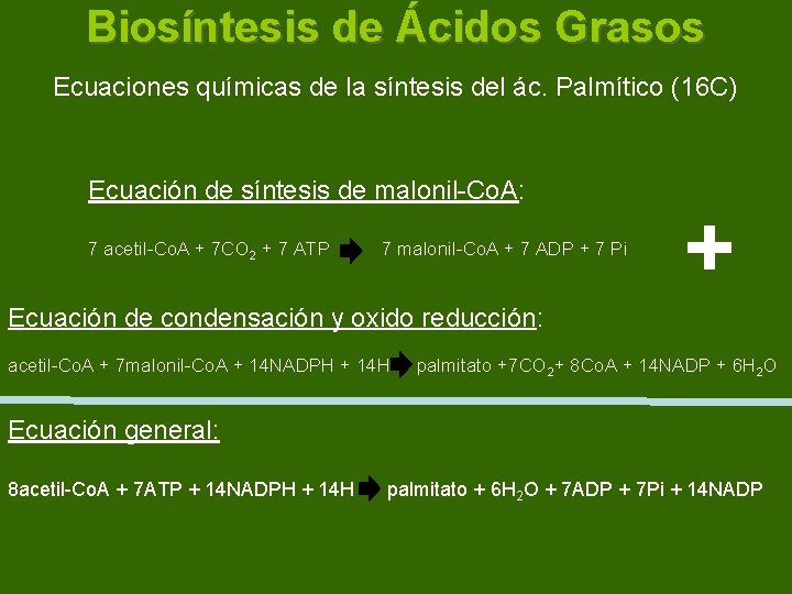 Biosíntesis de Ácidos Grasos Ecuaciones químicas de la síntesis del ác. Palmítico (16 C)