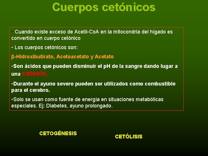 Cuerpos cetónicos • Cuando existe exceso de Acetil-Co. A en la mitocondria del hígado