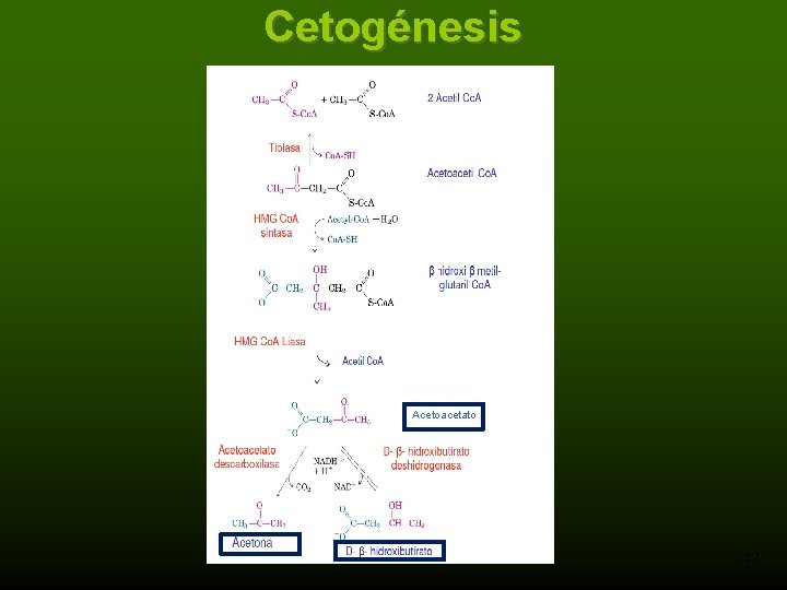Cetogénesis Ocurre en HÍGADO Acetoacetato 42 