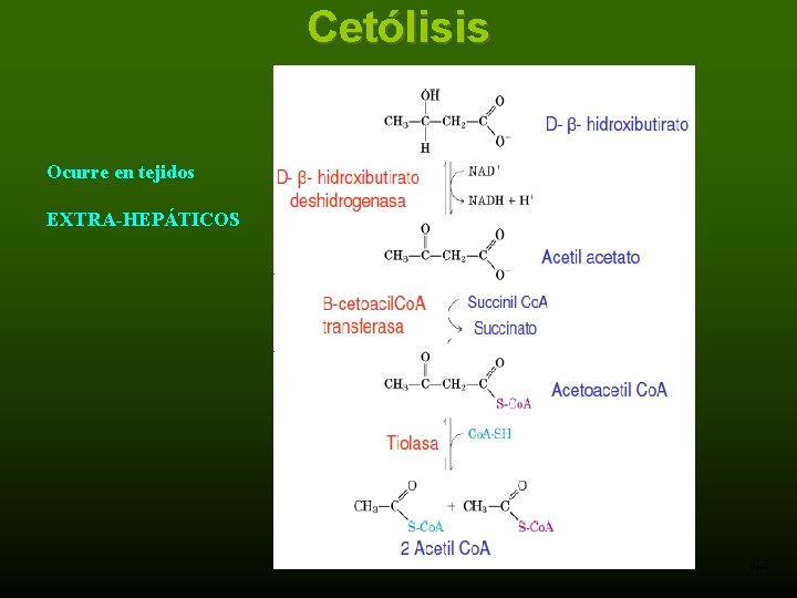 Cetólisis Ocurre en tejidos EXTRA-HEPÁTICOS 44 