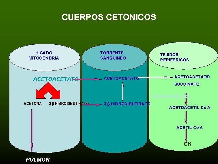 CUERPOS CETONICOS HIGADO MITOCONDRIA ACETOACETATO TORRENTE SANGUINEO ACETOACETATO TEJIDOS PERIFERICOS + ACETOACETATO SUCCINATO TIOTRANSFERASA