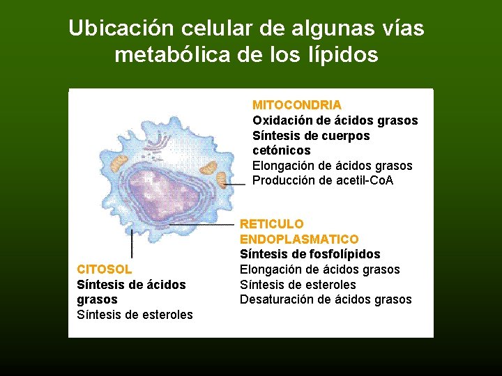 Ubicación celular de algunas vías metabólica de los lípidos MITOCONDRIA Oxidación de ácidos grasos