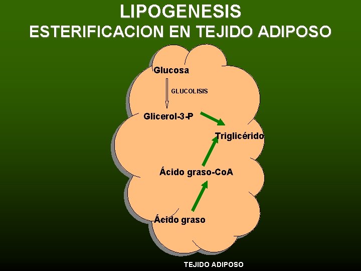 LIPOGENESIS ESTERIFICACION EN TEJIDO ADIPOSO Glucosa GLUCOLISIS Glicerol-3 -P Triglicérido Ácido graso-Co. A Ácido