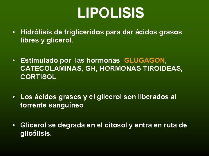 LIPOLISIS • Hidrólisis de trigliceridos para dar ácidos grasos libres y glicerol. • Estimulado