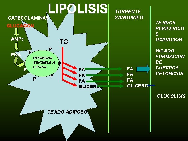 LIPOLISIS CATECOLAMINAS TORRENTE SANGUINEO TEJIDOS PERIFERICO S OXIDACION GLUCAGON AMPc TG P P PKA