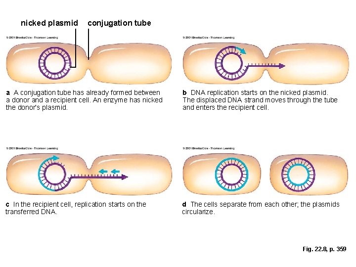 nicked plasmid conjugation tube a A conjugation tube has already formed between a donor