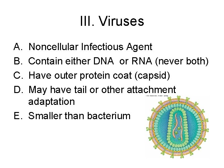 III. Viruses A. B. C. D. Noncellular Infectious Agent Contain either DNA or RNA