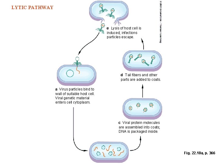 LYTIC PATHWAY e Lysis of host cell is induced; infections particles escape. d Tail