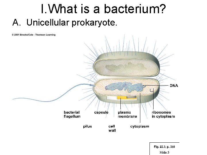 I. What is a bacterium? A. Unicellular prokaryote. 
