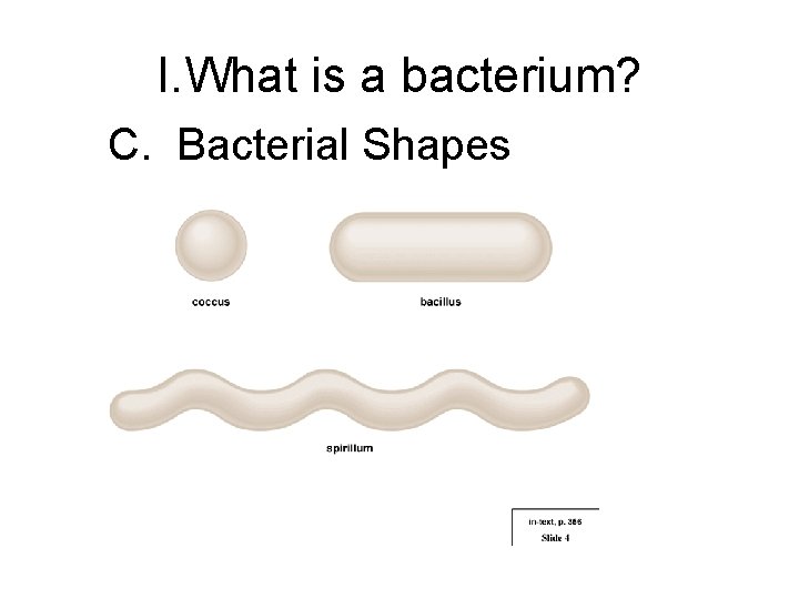 I. What is a bacterium? C. Bacterial Shapes 