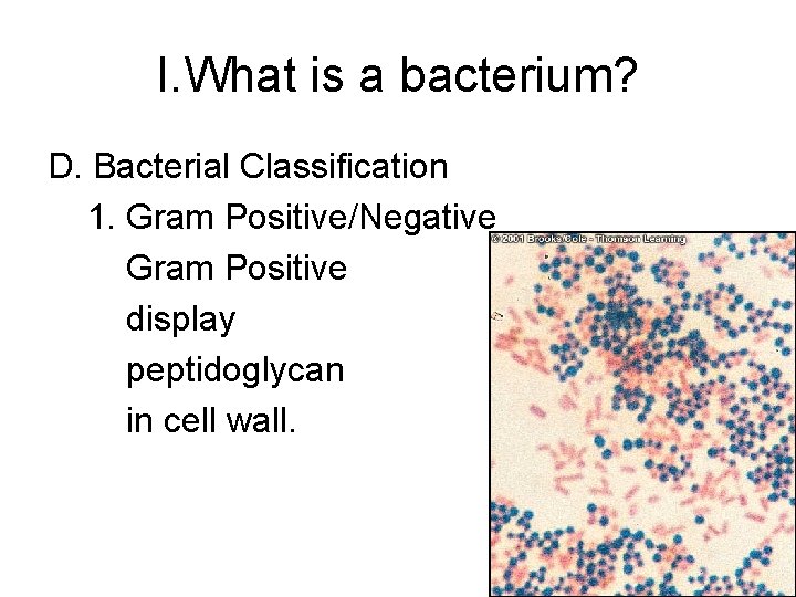 I. What is a bacterium? D. Bacterial Classification 1. Gram Positive/Negative Gram Positive display