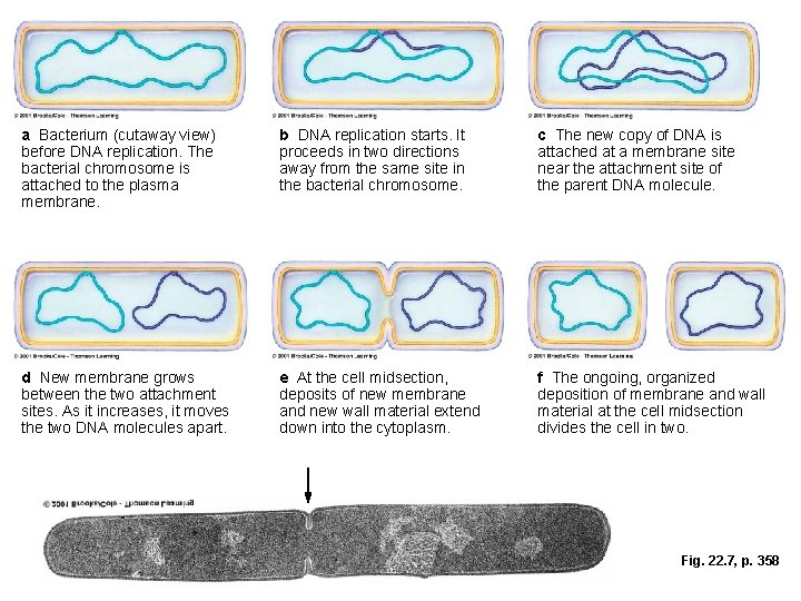 a Bacterium (cutaway view) before DNA replication. The bacterial chromosome is attached to the