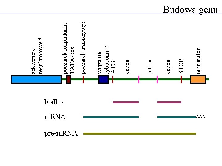 m. RNA pre-m. RNA terminator STOP egzon intron egzon wiązanie rybosomu * ATG początek