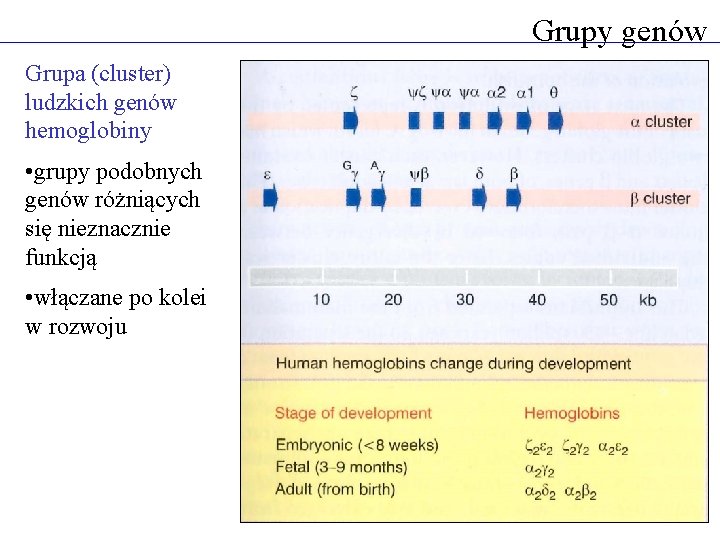 Grupy genów Grupa (cluster) ludzkich genów hemoglobiny • grupy podobnych genów różniących się nieznacznie