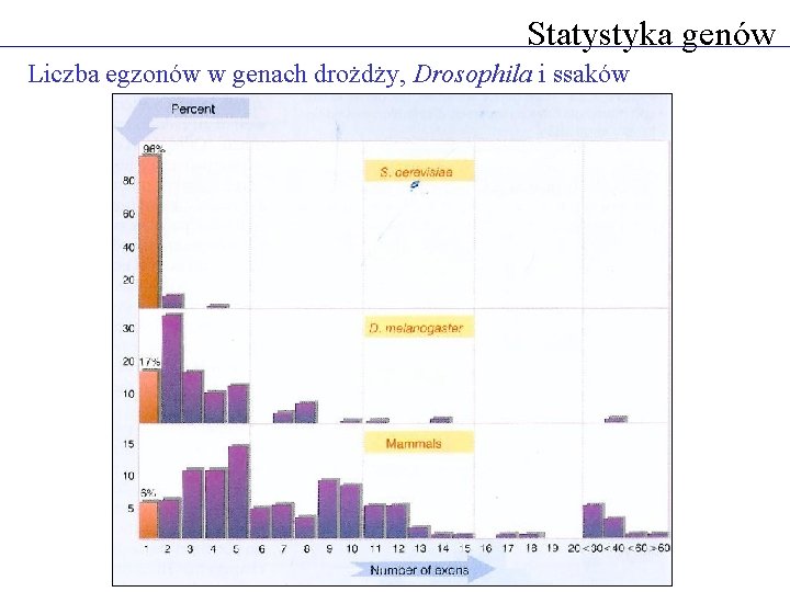 Statystyka genów Liczba egzonów w genach drożdży, Drosophila i ssaków 