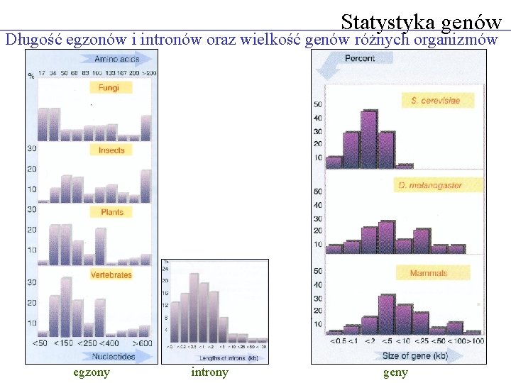 Statystyka genów Długość egzonów i intronów oraz wielkość genów różnych organizmów egzony introny geny