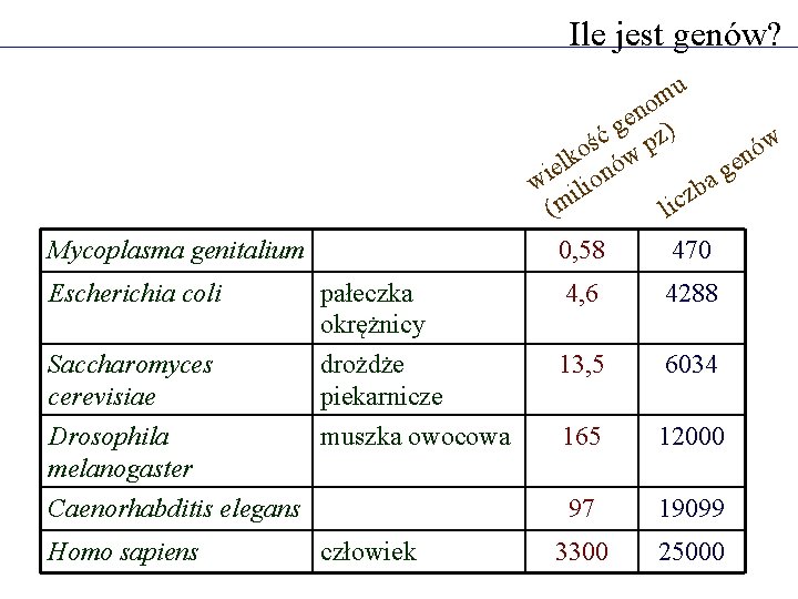 Ile jest genów? u m no e g z) ć w ś p ó