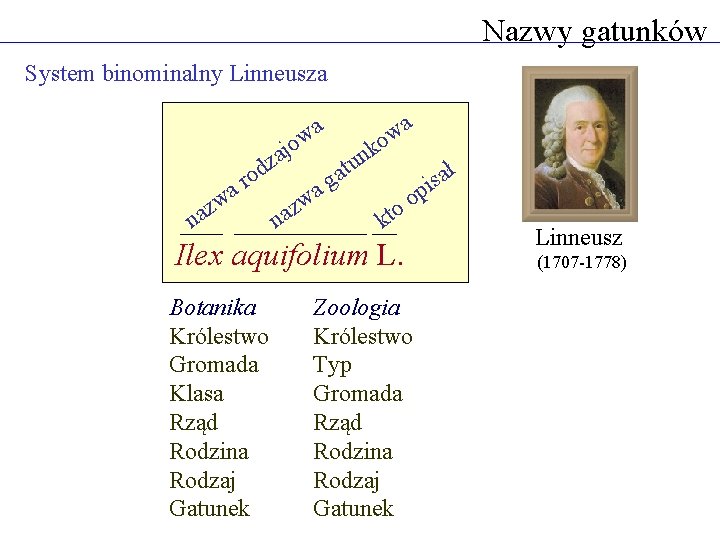 Nazwy gatunków System binominalny Linneusza wa jo a z a w z d ro