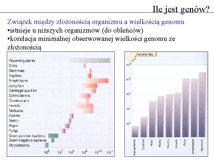 Ile jest genów? Związek między złożonością organizmu a wielkością genomu • istnieje u niższych