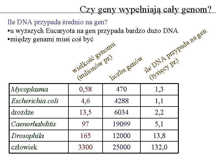 Czy geny wypełniają cały genom? Ile DNA przypada średnio na gen? • u wyższych