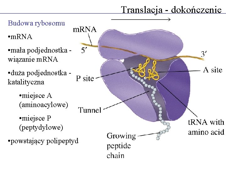 Translacja - dokończenie Budowa rybosomu • m. RNA • mała podjednostka wiązanie m. RNA