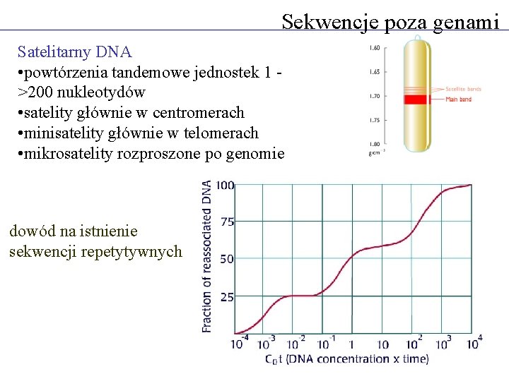 Sekwencje poza genami Satelitarny DNA • powtórzenia tandemowe jednostek 1 >200 nukleotydów • satelity