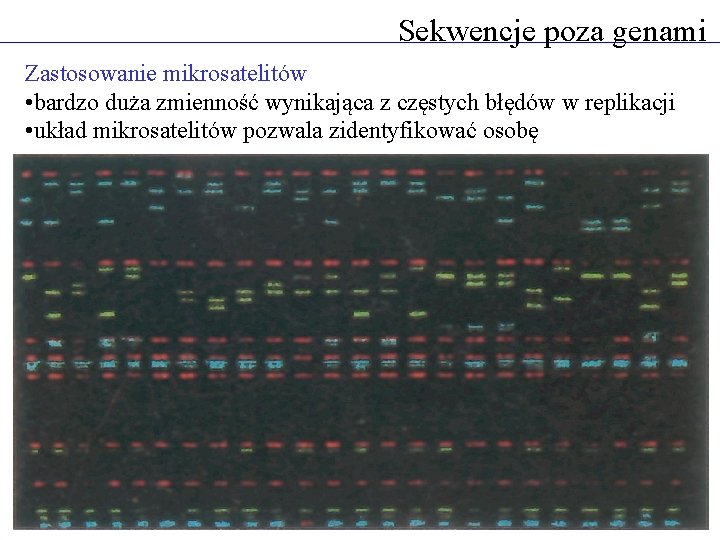 Sekwencje poza genami Zastosowanie mikrosatelitów • bardzo duża zmienność wynikająca z częstych błędów w