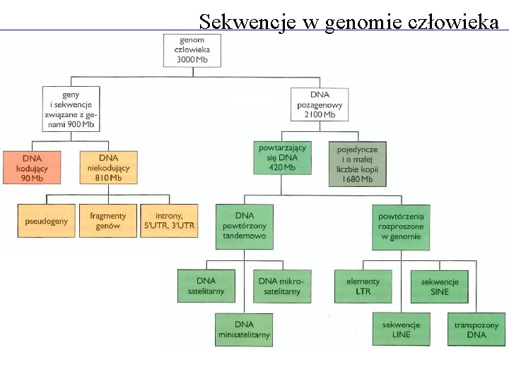 Sekwencje w genomie człowieka 