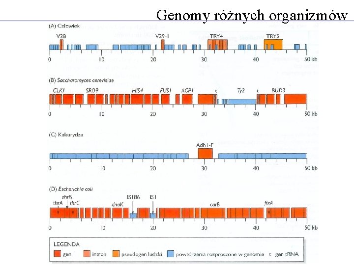 Genomy różnych organizmów 