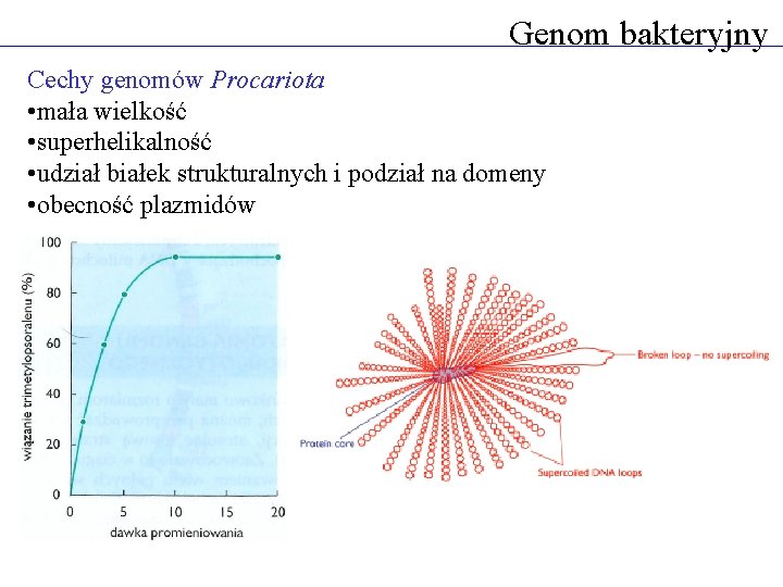 Genom bakteryjny Cechy genomów Procariota • mała wielkość • superhelikalność • udział białek strukturalnych