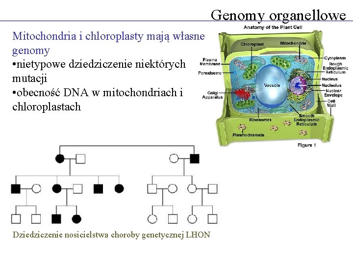 Genomy organellowe Mitochondria i chloroplasty mają własne genomy • nietypowe dziedziczenie niektórych mutacji •