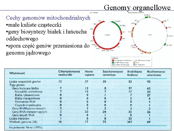 Genomy organellowe Cechy genomów mitochondrialnych • małe kuliste cząsteczki • geny biosyntezy białek i