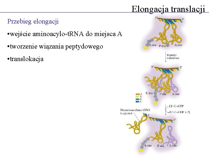 Elongacja translacji Przebieg elongacji • wejście aminoacylo-t. RNA do miejsca A • tworzenie wiązania