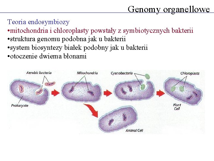 Genomy organellowe Teoria endosymbiozy • mitochondria i chloroplasty powstały z symbiotycznych bakterii • struktura