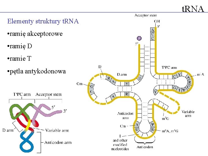 t. RNA Elementy struktury t. RNA • ramię akceptorowe • ramię D • ramie