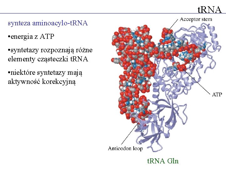 t. RNA synteza aminoacylo-t. RNA • energia z ATP • syntetazy rozpoznają różne elementy