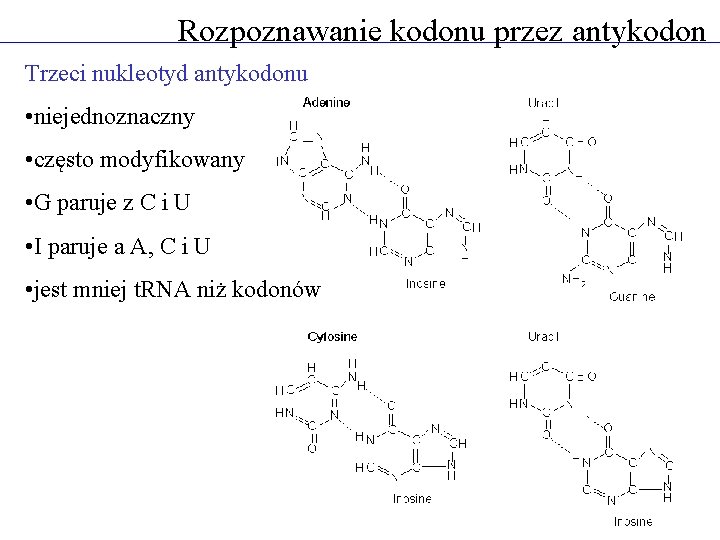 Rozpoznawanie kodonu przez antykodon Trzeci nukleotyd antykodonu • niejednoznaczny • często modyfikowany • G