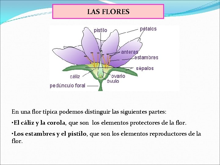 LAS FLORES En una flor típica podemos distinguir las siguientes partes: • El cáliz