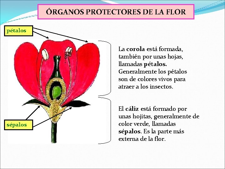 ÓRGANOS PROTECTORES DE LA FLOR pétalos La corola está formada, también por unas hojas,