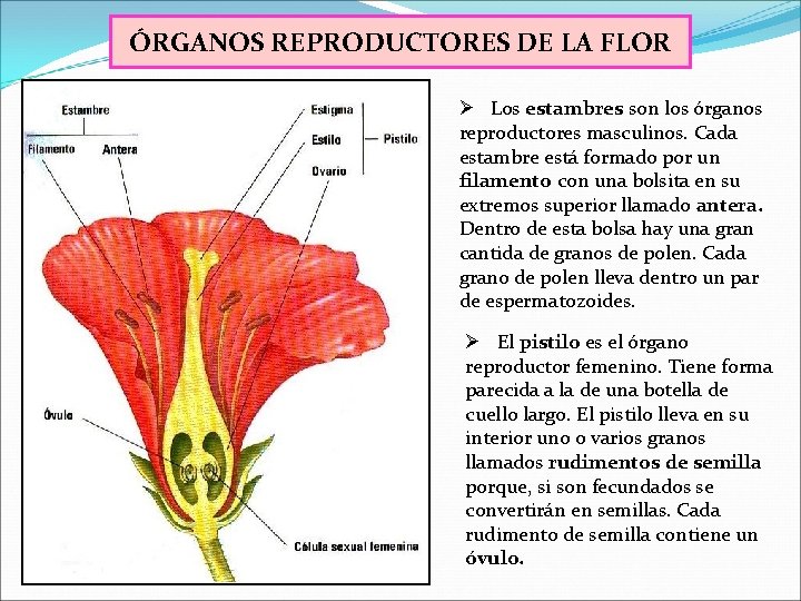 ÓRGANOS REPRODUCTORES DE LA FLOR Ø Los estambres son los órganos reproductores masculinos. Cada