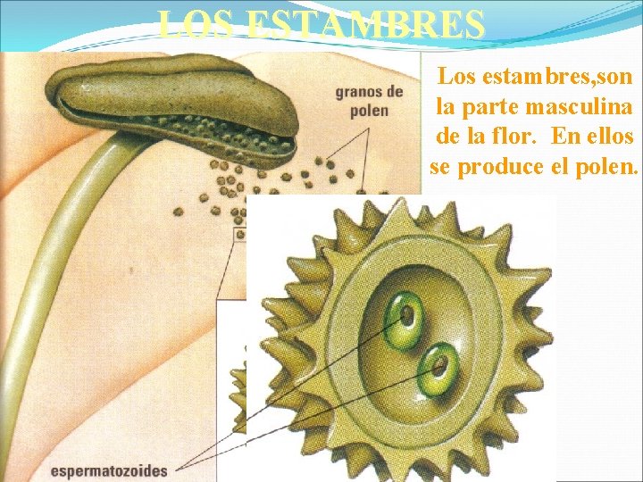 LOS ESTAMBRES Los estambres, son la parte masculina de la flor. En ellos se