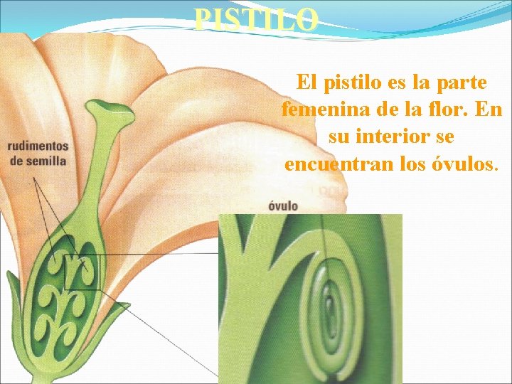 PISTILO El pistilo es la parte femenina de la flor. En su interior se