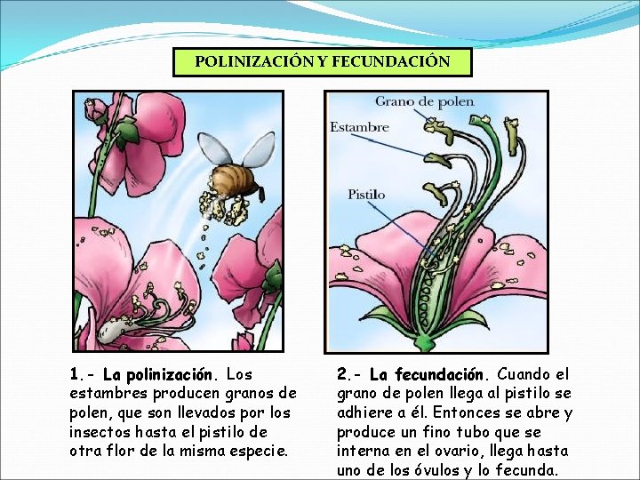 POLINIZACIÓN Y FECUNDACIÓN 1. - La polinización. Los estambres producen granos de polen, que