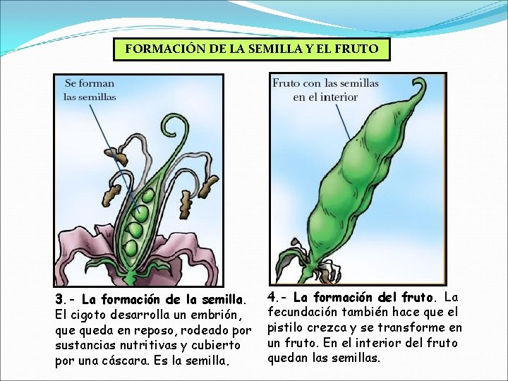 FORMACIÓN DE LA SEMILLA Y EL FRUTO 3. - La formación de la semilla.