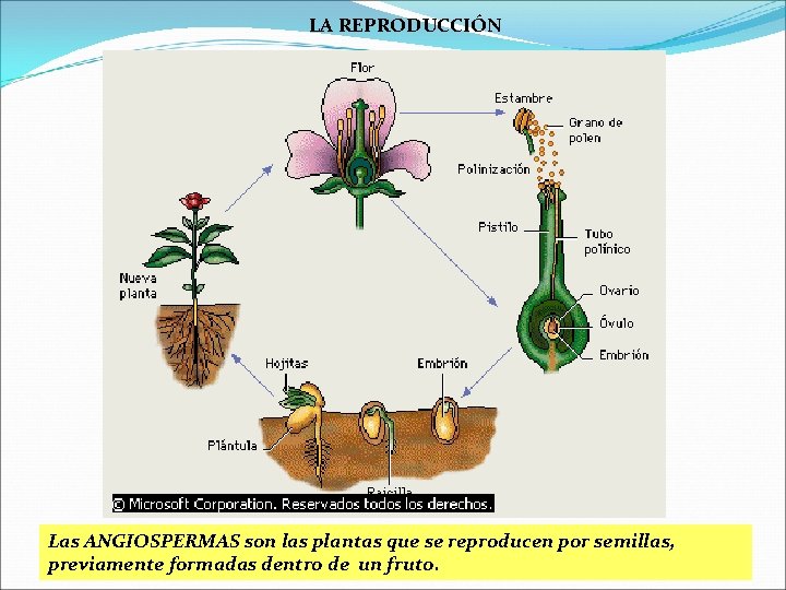 LA REPRODUCCIÓN Las ANGIOSPERMAS son las plantas que se reproducen por semillas, previamente formadas