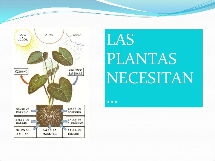 LAS PLANTAS NECESITAN … 