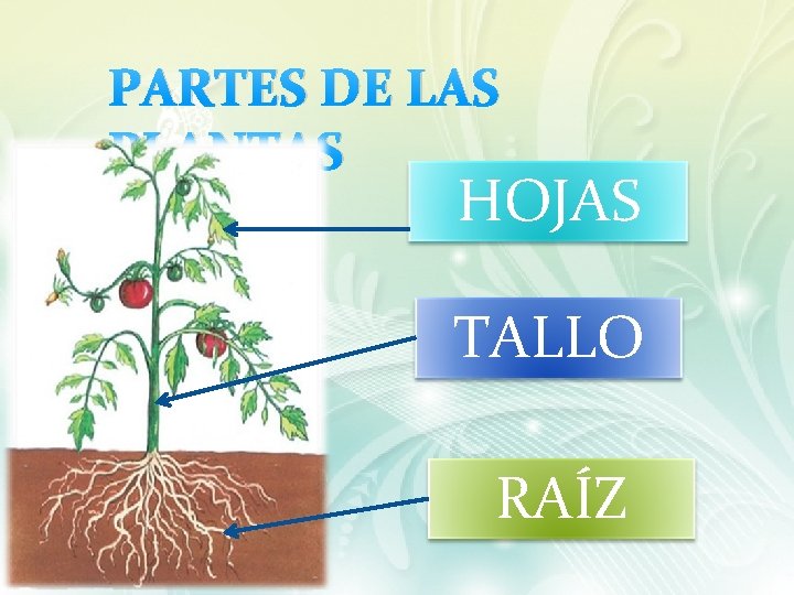 PARTES DE LAS PLANTAS HOJAS TALLO RAÍZ 