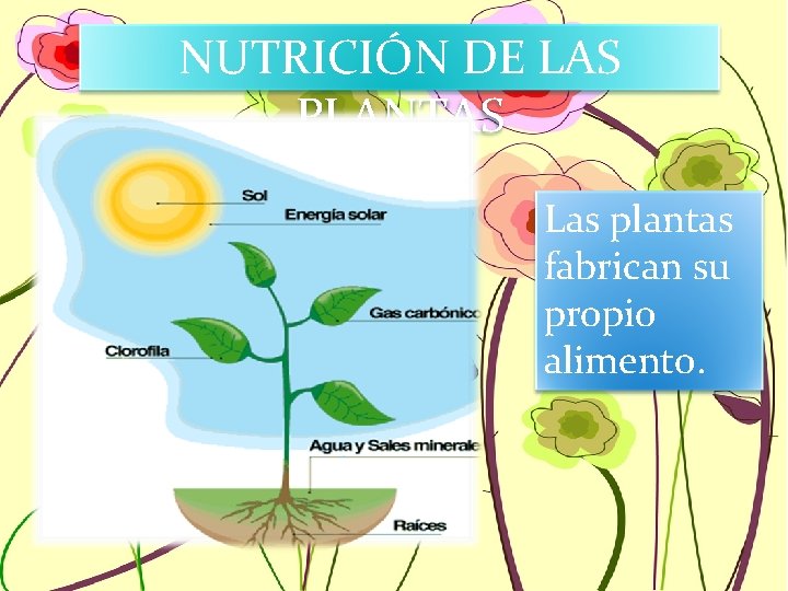 NUTRICIÓN DE LAS PLANTAS Las plantas fabrican su propio alimento. 