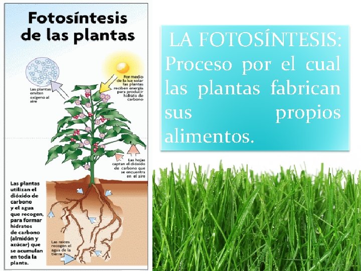 LA FOTOSÍNTESIS: Proceso por el cual las plantas fabrican sus propios alimentos. 